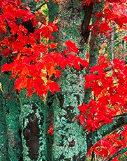 red maple
