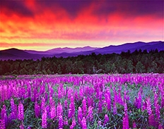 lupines