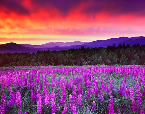 lupines