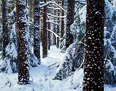 red pines